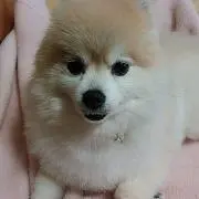 ミカンの画像