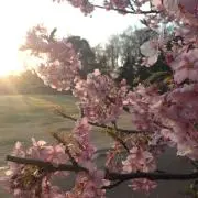 よし