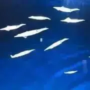 さけけの画像