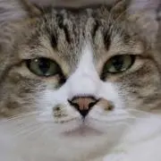りんごろうの画像