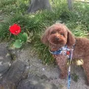 Harry