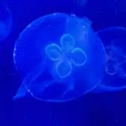 Jellyの画像