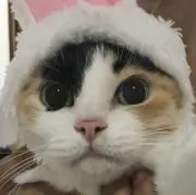 Image of ね子
