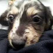 bb