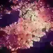 Rｅiの画像