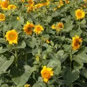 キャンディ