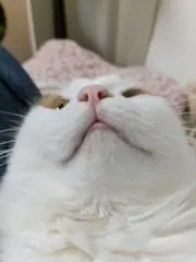 おにごろしの画像