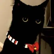 Image of 黒猫ママトの宅急便 ⭐︎