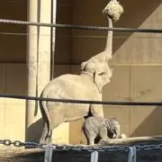 ちっぷの画像