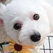 Aki