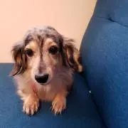 ポポ