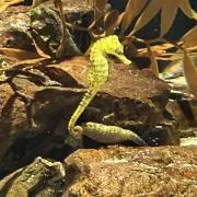 オリマの画像