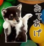 めるちゃんの画像