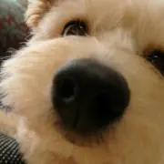 Igの画像