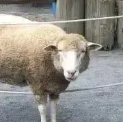 ほんだ☆お値下げ実施中希望価格コメントへの画像