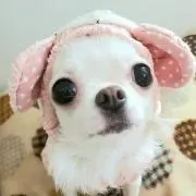 愛子犬