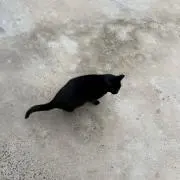 nyahoの画像
