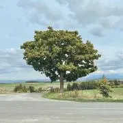 kahoriの画像
