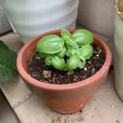 なつの画像