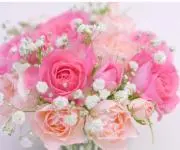 roseの画像