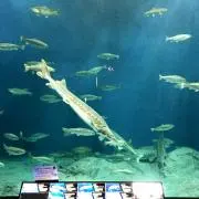 ゆっかたんの画像