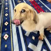 Kの画像