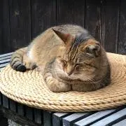 emiにゃんの画像