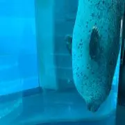 なちょの画像
