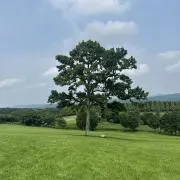 しいの画像