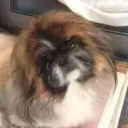 天眼流 若犬丸