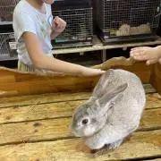 うさぎの画像