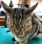 リリーの画像