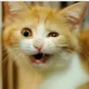 ★ねこちゃん★の画像