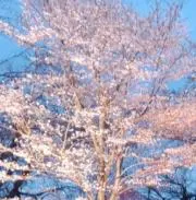 ふわりんの画像