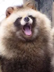 dogmanの画像