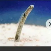 おんちゃんの画像