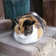 ゆうかの画像