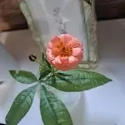 よしまるの画像