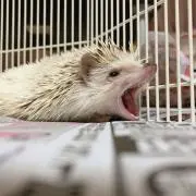 はなこの画像