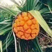 Paapuu