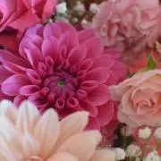 すーの画像