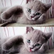 にゃんちの画像