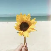 nicoの画像
