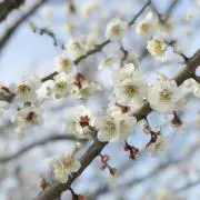 miiの画像