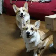 mugikinakoの画像