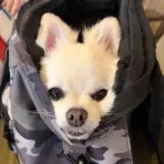 もこなの画像
