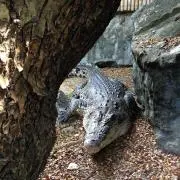 WANIの画像