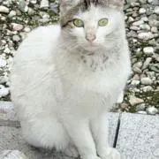 Image of ぷりん