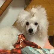 あもちゃん