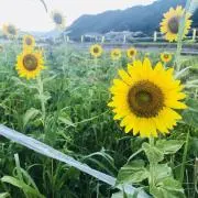 あっきーの画像